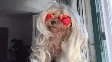 Dog Sunglasses GIF by America's Funniest Home Videos