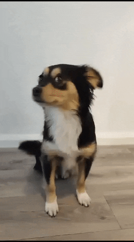 worldtravelerdog dog puppy bored talking GIF