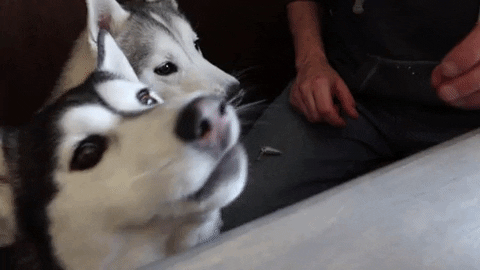 Dog-snow GIFs - Get the best GIF on GIPHY