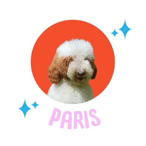 Dog Paris Sticker by Z Giant Poodles