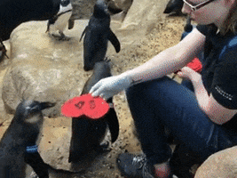 who needs love mood GIF by California Academy of Sciences