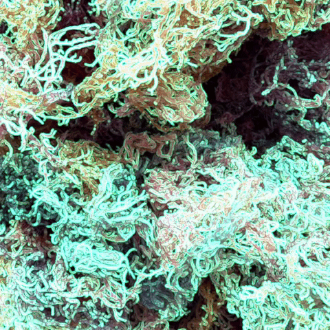 World Moss GIF