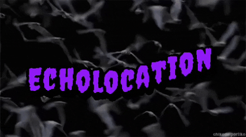 echolocations meaning, definitions, synonyms