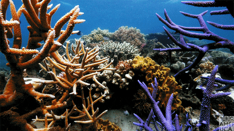 Resultado de imagen para corales gif