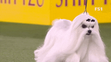 Gif zum Motto des Tages: Hauptsache, du hast einen Look. Weißer Langhaarhund. Absurd.