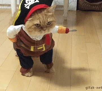 cat pirate GIF