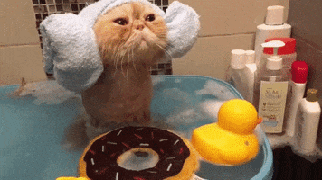 cat bath GIF