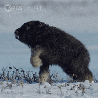 Pbs Nature Baby GIF by Nature on PBS