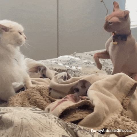 Cat GIF