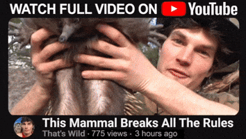 Youtube Wildlife GIF