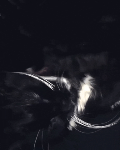 Cats Love GIF by Chris