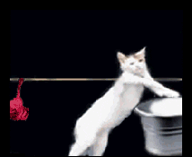 Cat Bra GIF - Find & Share on GIPHY