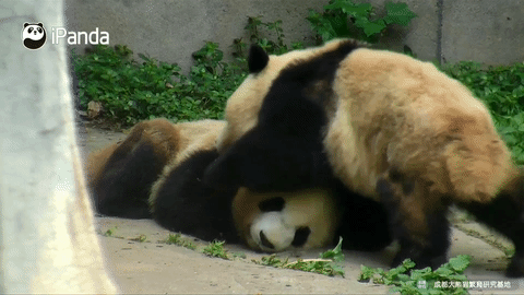 Panda Animaux Gif By Bfmtv Find Share On Giphy