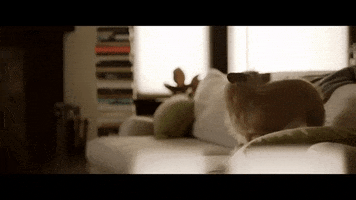 Dog Chasing Tail GIFs - Find & Share on GIPHY