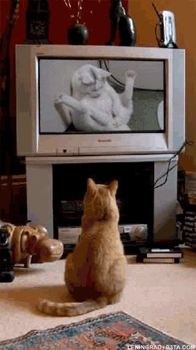 Cat Emo Porn - Cat watches cat of tv GIFs - Get the best GIF on GIPHY