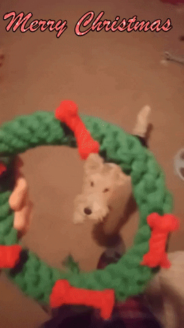 FoxieCleopatra terrier wft christmas dog wire fox terrier GIF