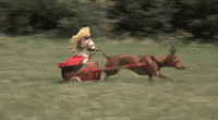 Hot-dog-race GIFs - Get the best GIF on GIPHY