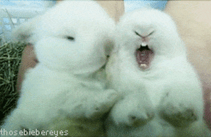bunny yawn GIF