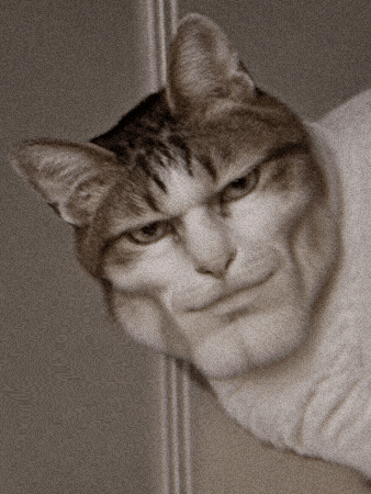 Cat Look GIF
