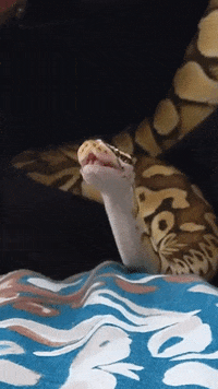 Snakes GIFs - Get the best GIF on GIPHY
