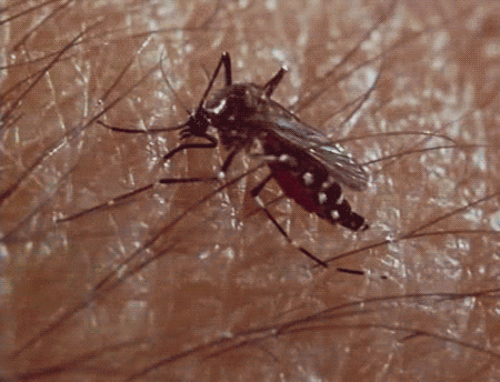 Mosquito Gif