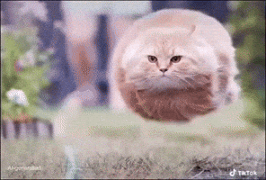 Text Flying Cat GIF