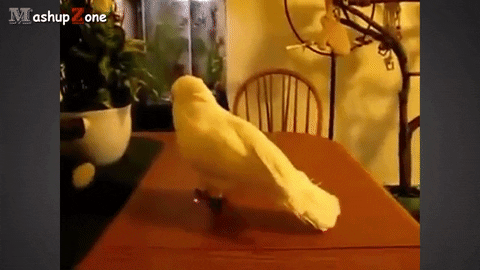 giphy.gif?cid=6c09b952rqyyd291l5nlpnr5eubk5wv2nv4h4xbeyetmzawn&ep=v1_internal_gif_by_id&rid=giphy.gif&ct=g