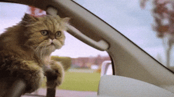 cat driving car dr jiggles
