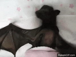bat GIF