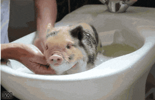 bath piggy GIF