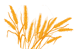 Wheat Novruz Sticker by Bravo Supermarket