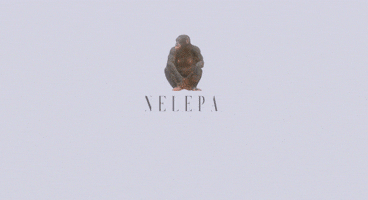 GIF by Stinky Socks