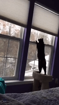 Adorable Kitten Sees Snow for the First Time