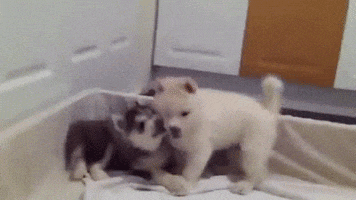 puppy biting GIF