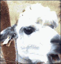 Llama Chewing GIF