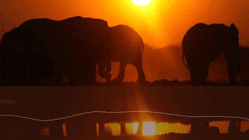 elephant sound GIF by PBS Digital Studios