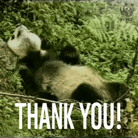 Panda Thank You GIF by WWF_UK