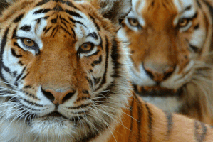 Princeton Tigers GIF by WWF Bulgaria