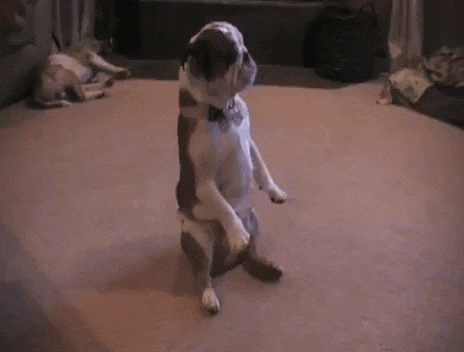 giphy.gif