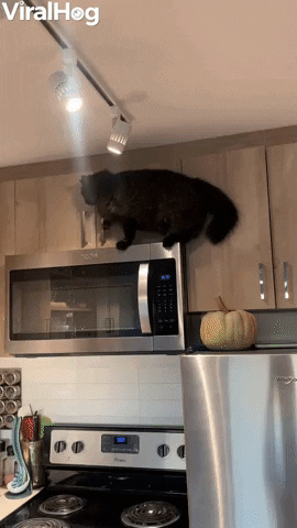 Quick Thinking Kitty Saves Itself From Fall GIF by ViralHog