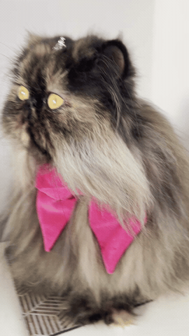 Tortie GIF