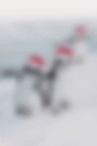 Cat Christmas GIF