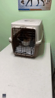 Dog Sneaks Into Cat's Crate for 'Emotional Support' on Trip to Vet
