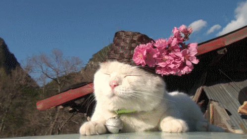 Cat Flowers GIF
