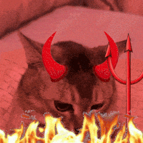 Mei Mei Cat GIF