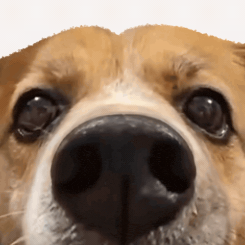 Happy Dog GIF