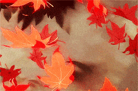 Soft Light-brown Maple Leaves in Autumn Season with Blurred Background  Stock Image - Image of background, leaf: 196249021