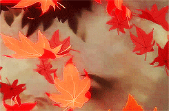 Kokių greičiu rudenį nuo medžių krenta lapai