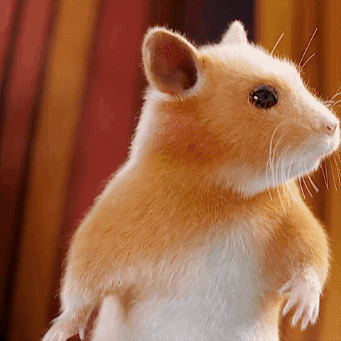 hamster dance gif