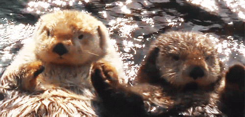  love heart hands otter holding hands GIF